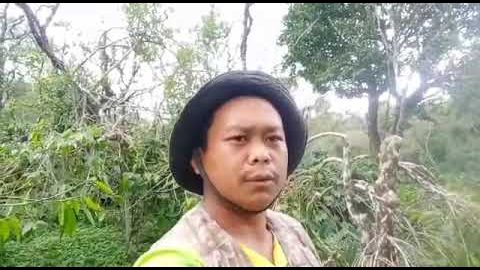 #pupukindonesia #pupukkopi #petani #farmers Percobaan Pupuk NPK vs CV Kenara untuk Kopi