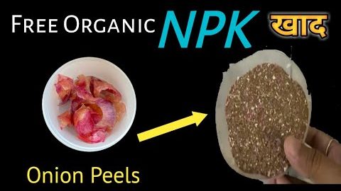 घर में बनाएं फ्री की NPK / How To Make Free Organic NPK / #plantcare