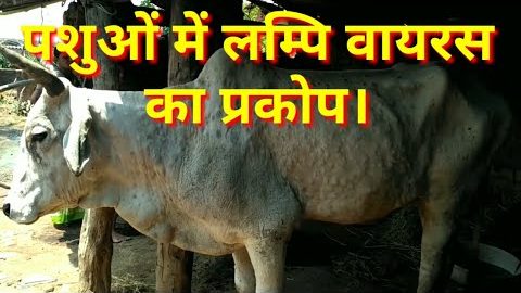 Lumpy skin disease in cow , पशुओं में लम्पि वायरस रोग।