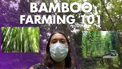 Getting into Bamboo Farming | Angie Mead King (2022)