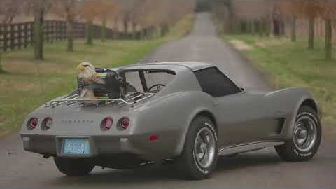 Roadkill Corvette Sinkhole Adventure in a 1975 Stingray!